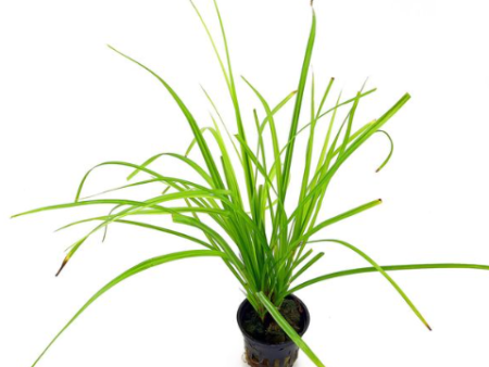 Cyperus helferi (1 POT) Fashion