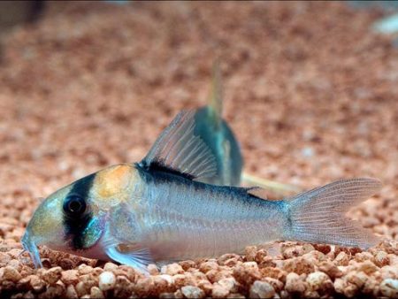 Corydoras duplicareus Hot on Sale