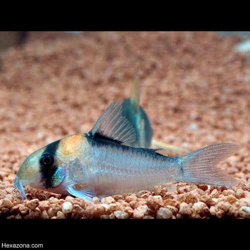 Corydoras duplicareus Hot on Sale