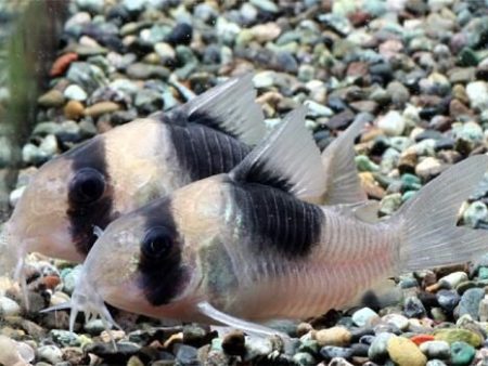 Corydoras CW51 For Discount