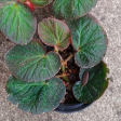 Begonia  Manaus  For Cheap