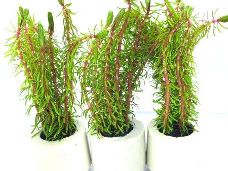 Rotala wallichii (1 POT) Discount