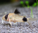 Corydoras (Panda) Online Hot Sale