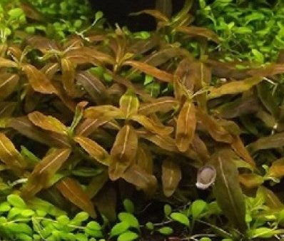 Staurogyne Sp Brown (1 POT   3 Stems) on Sale