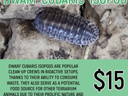 Dwarf Cubaris Isopods (10PC) For Cheap