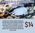 Porcellionides pruinosus  Powder Blue  (20PC) Online now