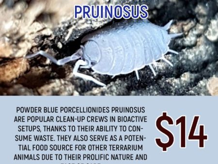 Porcellionides pruinosus  Powder Blue  (20PC) Online now