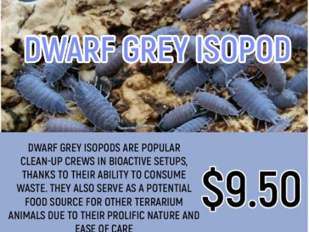 Dwarf Grey Isopods (10-20PC) Online Sale