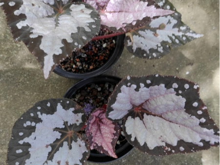 Begonia corroboree on Sale