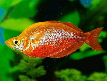 Glossolepis Incisus (Red Rainbowfish) Online Sale