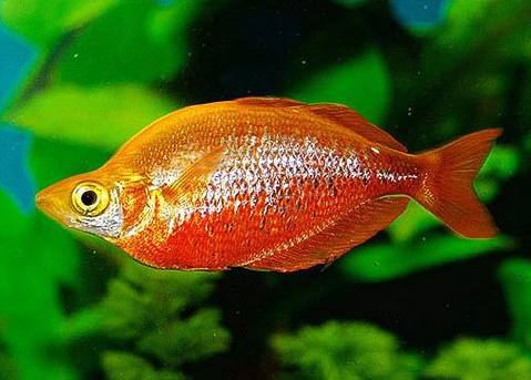 Glossolepis Incisus (Red Rainbowfish) Online Sale