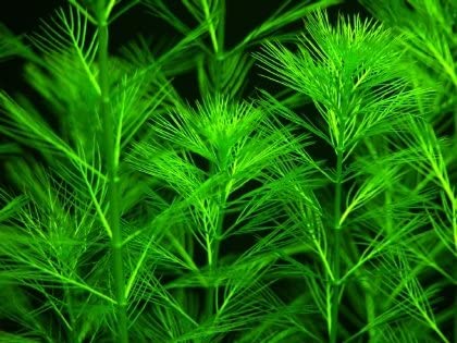 Myriophyllum propinquum (1 POT) For Cheap