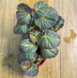 Begonia  Manaus  For Cheap