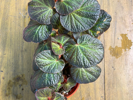 Begonia  Manaus  For Cheap