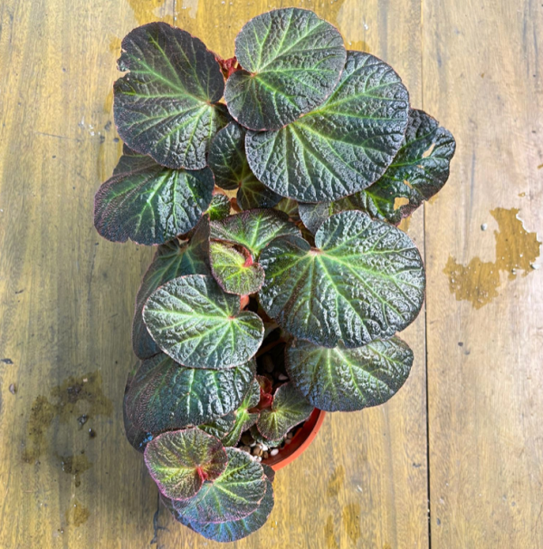 Begonia  Manaus  For Cheap