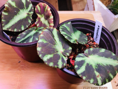 Begonia cleopatra Online Hot Sale