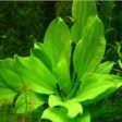 Echinodorus gabrielii (1 POT) For Sale