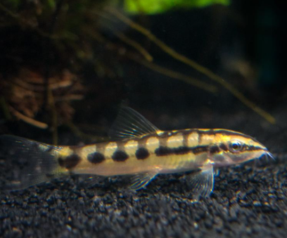 Dwarf Chain Loach (Moderate Snail Eater) For Discount