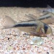 Corydoras axelrodi Cheap