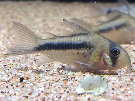 Corydoras axelrodi Cheap