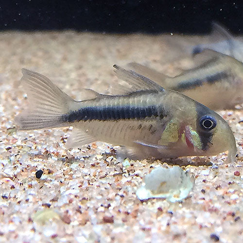 Corydoras axelrodi Cheap