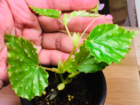 Begonia borneensis (Spotted) For Cheap