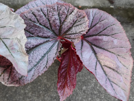 Begonia  Maurice Amey  Sale