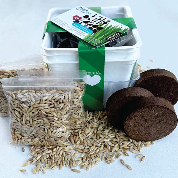 Grow Your Own Cat Grass Kits (3x) by Three Farms Hot on Sale