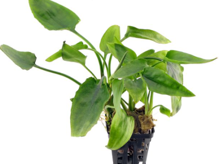 Cryptocoryne pontederiifolia (1 POT   090) For Sale