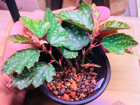 Begonia  Medora  on Sale