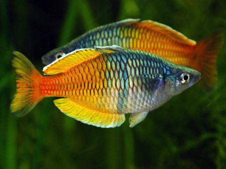 Melanotaenia boesemani (Boeseman s Rainbowfish   SM) Online now