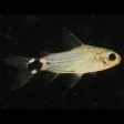 Corydoras hastatus Hot on Sale