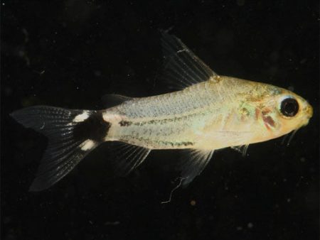 Corydoras hastatus Hot on Sale