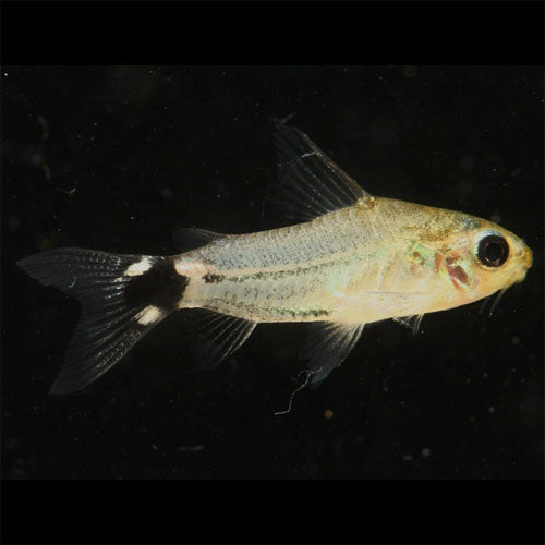 Corydoras hastatus Hot on Sale