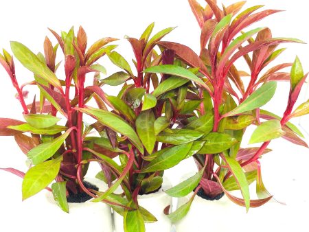 Ludwigia glandulosa (1 POT) For Discount