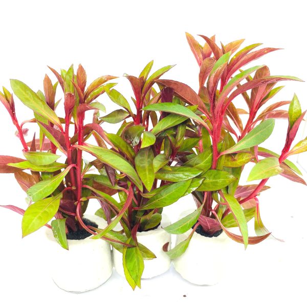 Ludwigia glandulosa (1 POT) For Discount