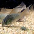 Corydoras concolor XXL For Cheap