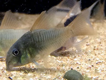 Corydoras concolor XXL For Cheap