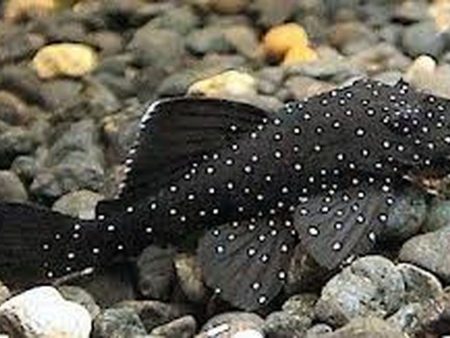 L183 Starlite Bristlenose pleco (juvenile) Discount