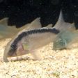 Corydoras arcuatus For Cheap