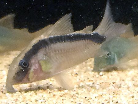 Corydoras arcuatus For Cheap