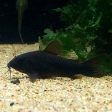 Corydoras aeneus (Black Venezuela) Fashion