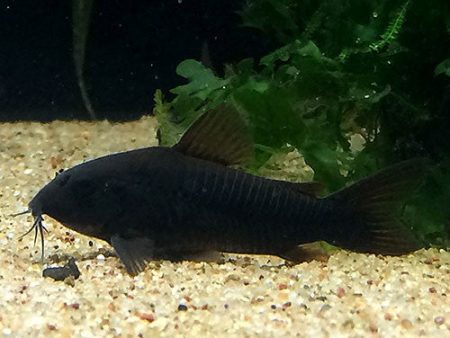 Corydoras aeneus (Black Venezuela) Fashion