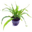 Java Fern Narrow Mini (Pot   556) Supply