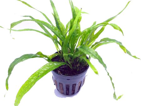 Java Fern Narrow Mini (Pot   556) Supply