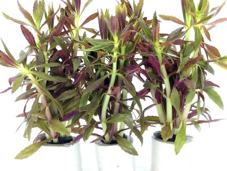 Limnophila hippuroides (1 POT) Online now