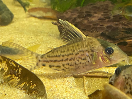 Corydoras incolicana Online