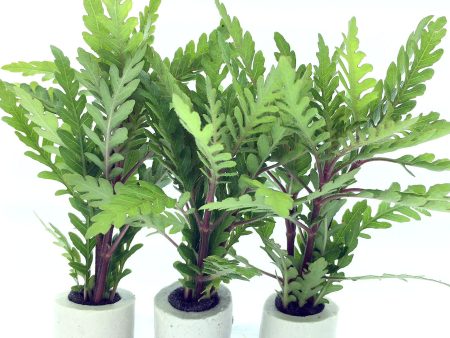 Hygrophila pinnatifida (1 POT) Online Hot Sale