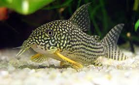 Corydoras (Sterbai) Fashion