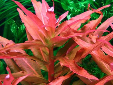 ammania gracilis (1 POT) For Cheap